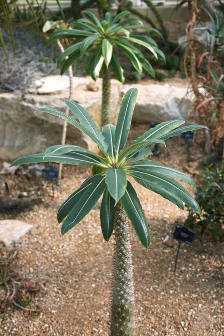 Madagascar Palms