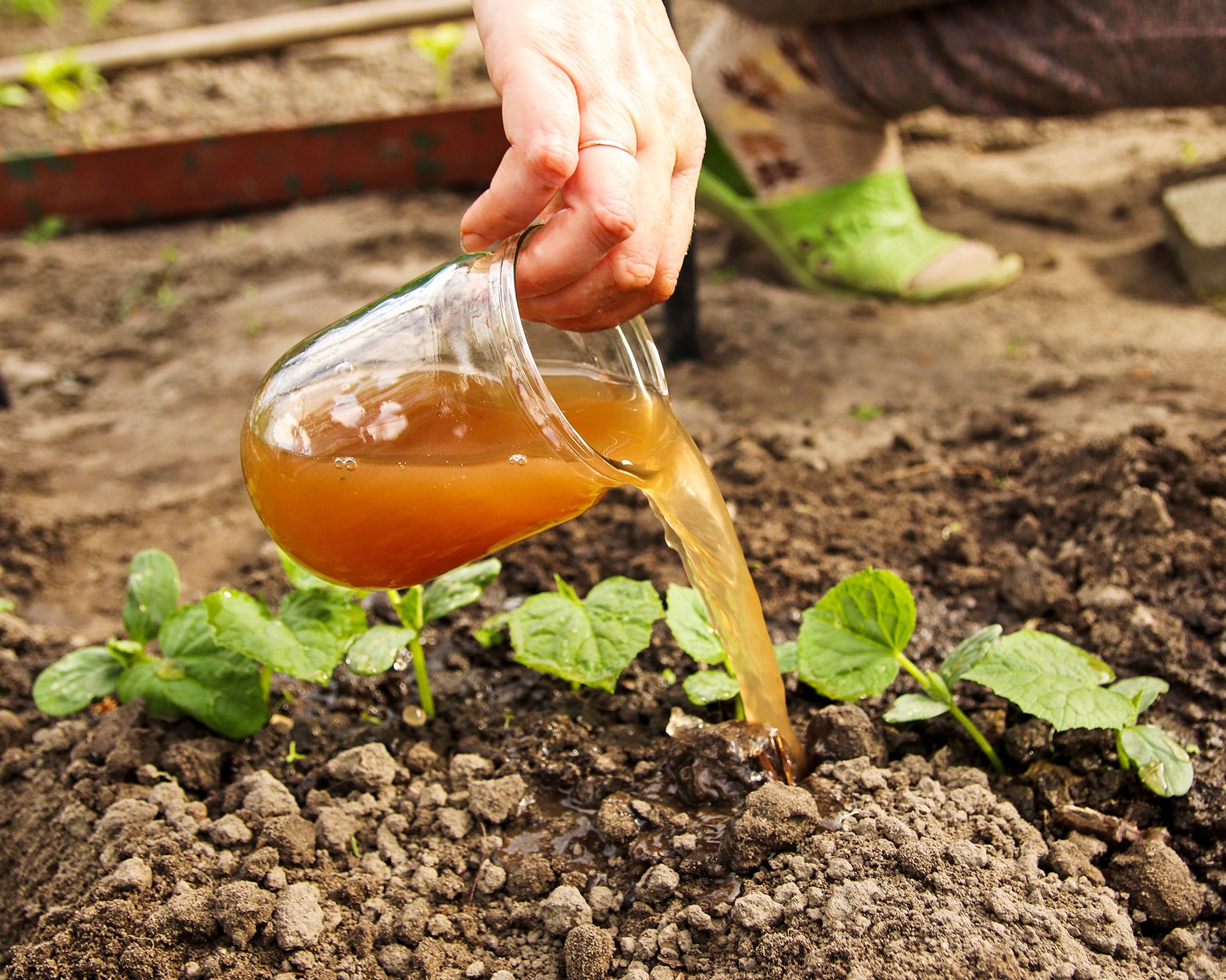 Fertilizing Seedlings The Right Way: Guide To Healthy Plants ...