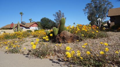 Californian yard with planting