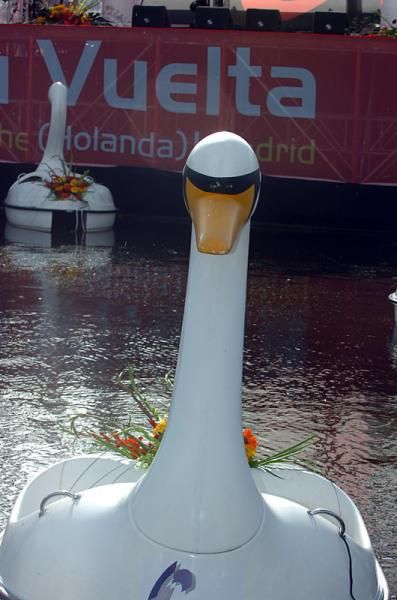A mean looking swan.