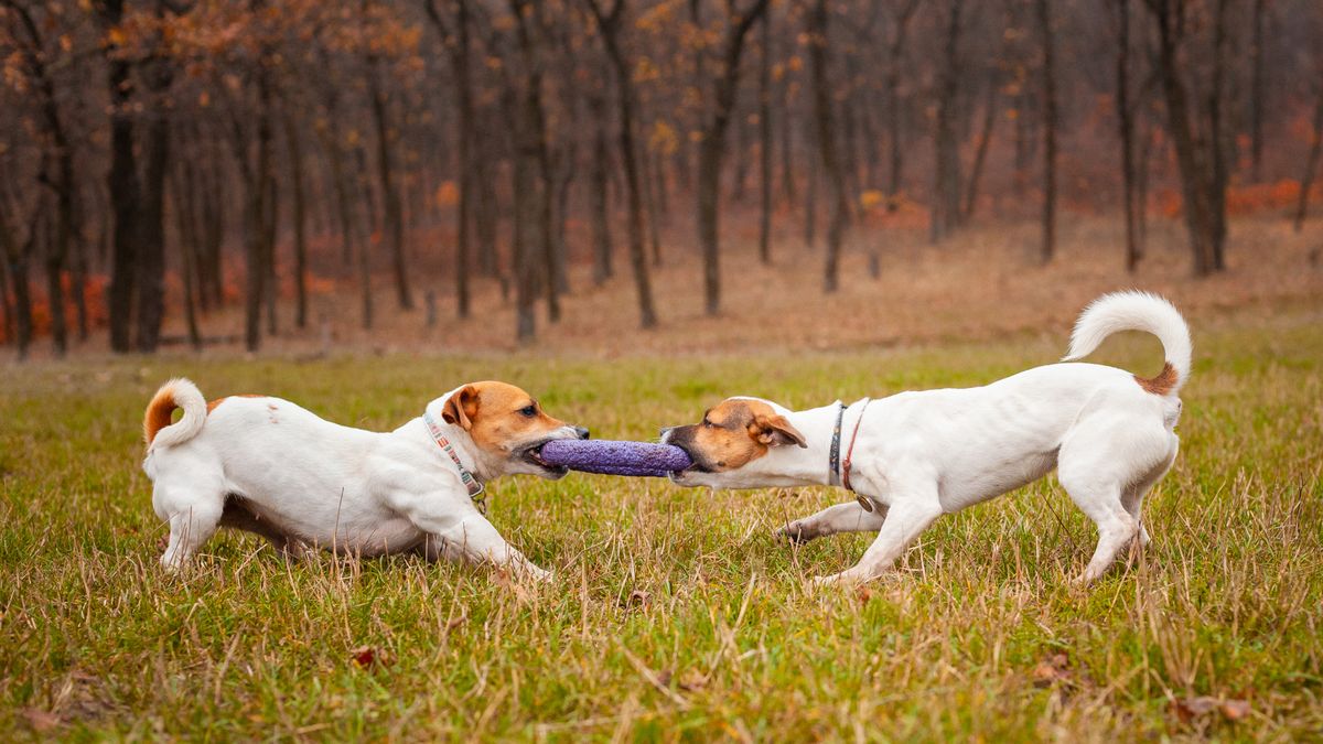 Two Jack Russell Terrier dogs are played by pulling a puller on the lawn in the park in autumn.