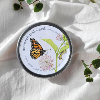 A tin of monarch milkweed seeds on a neutral sheet surrounded by plants