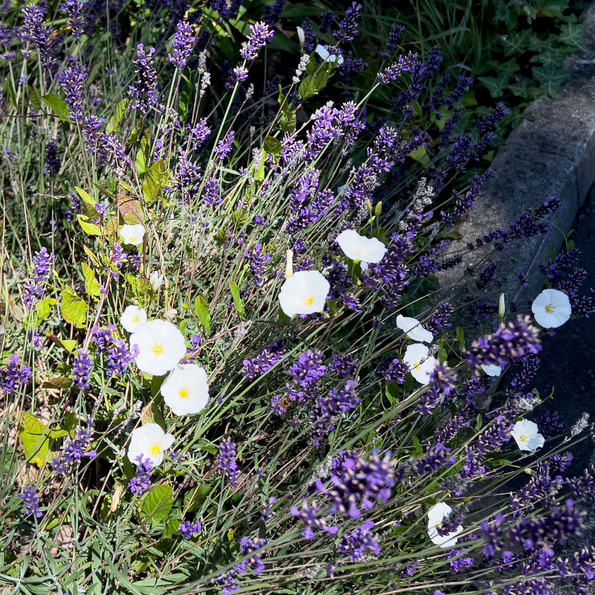 Field bindweed growing alongside lavender