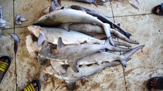 A pile of 7 dead sharks lay together on a dirty tiled floor.