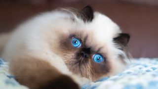 Himalayan cat