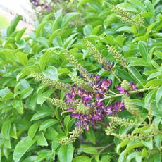 Dark purple flowers surrounded by green leaves