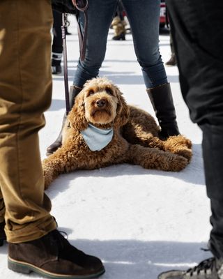 Labradoodle with legs splayed on ice