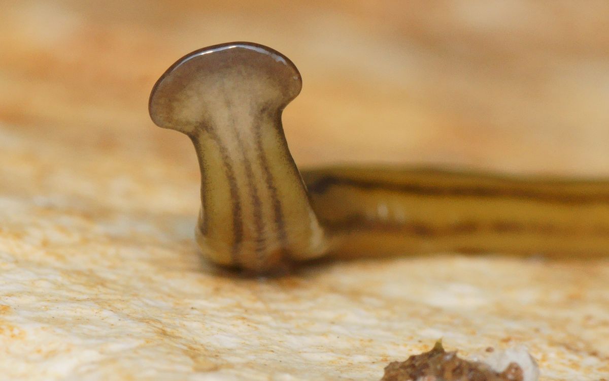 Giant Hammerhead Worms Have Been Invading France for Decades Live Science