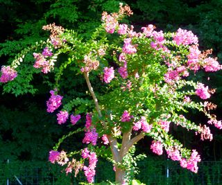 pretty pink crepe myrtle tree