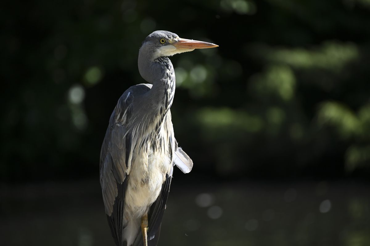 Heron with Nikon Z8 and 100-400mm telephoto lens