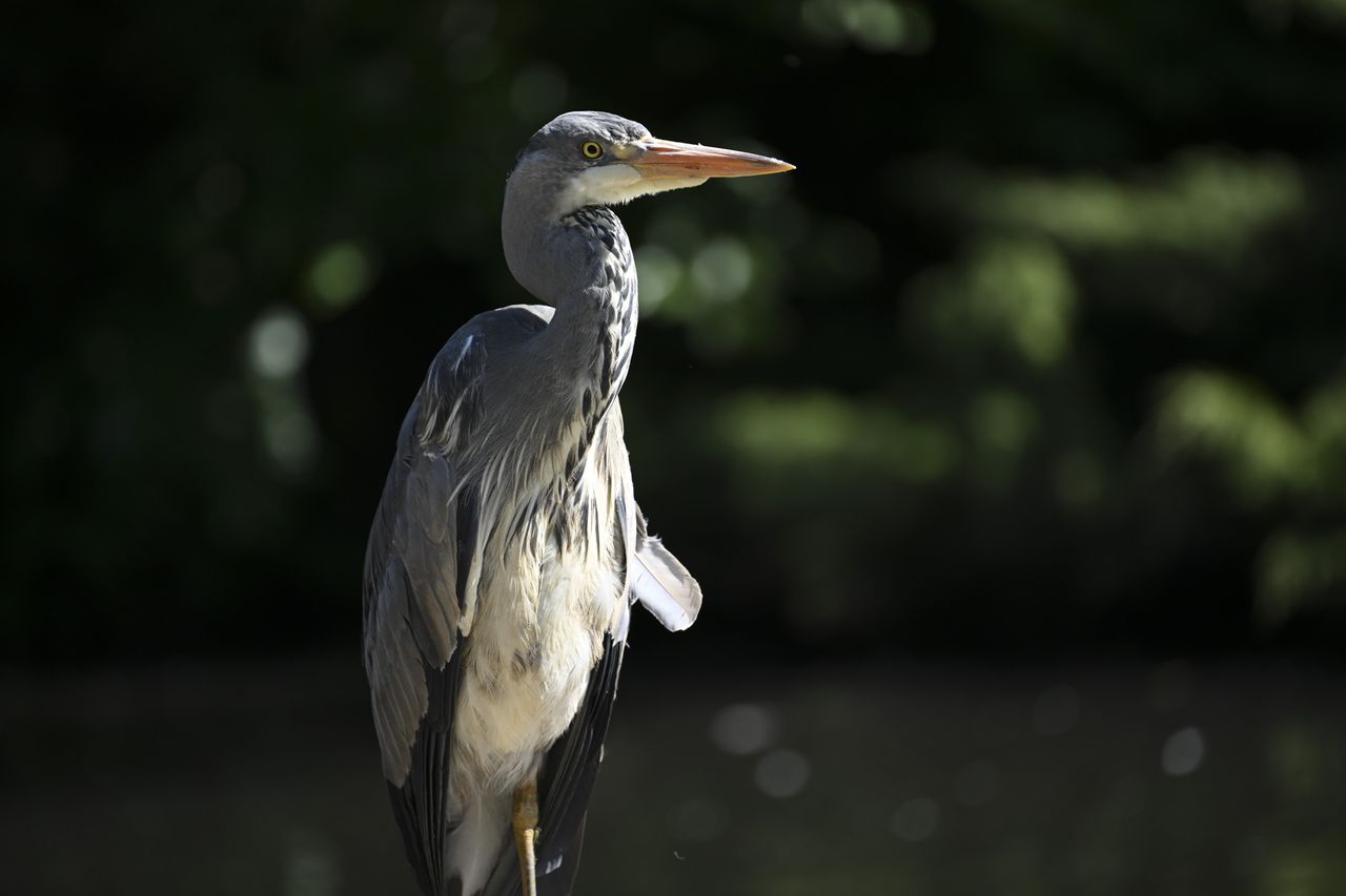 Heron with Nikon Z8 and 100-400mm telephoto lens