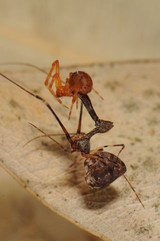 Pelican spiders use their beak-like pincers, called chelicerae, to impale their prey at a safe distance.