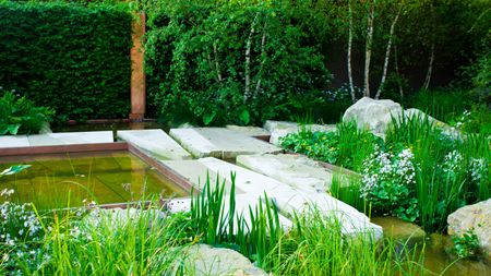 landscaped garden design with water features, rocks and planting, with hedge screening and multi-stem trees