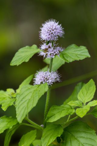 close up of Mentha aquatica (water mint)