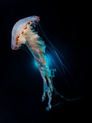 Jellied Beauty, underwater photography