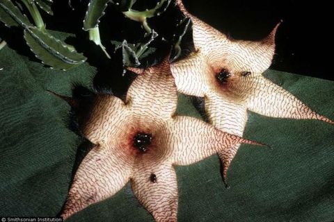 Hold Your Nose 7 Foul Flowers Live Science