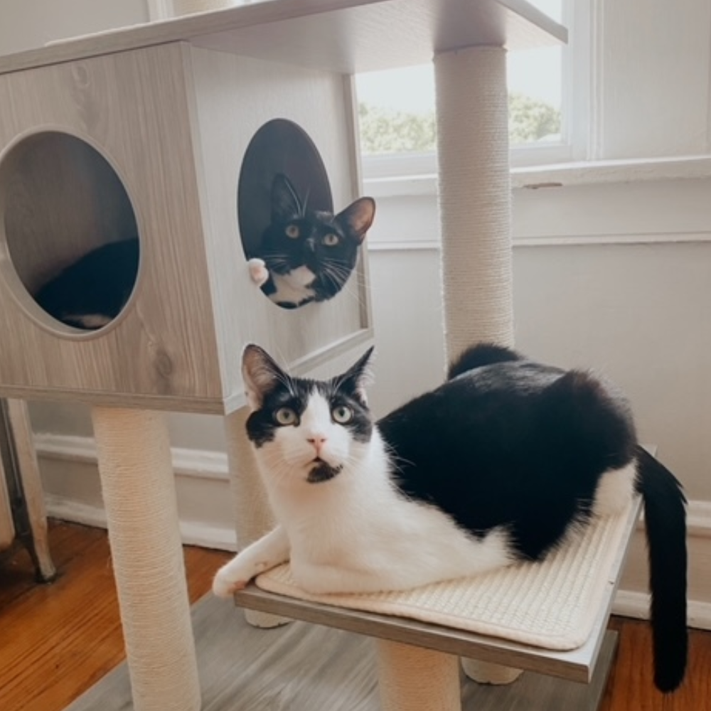 Diana's cats sitting on the Frisco 47.5-in Modern Cat Tree &amp; Condo, one of the best cat trees