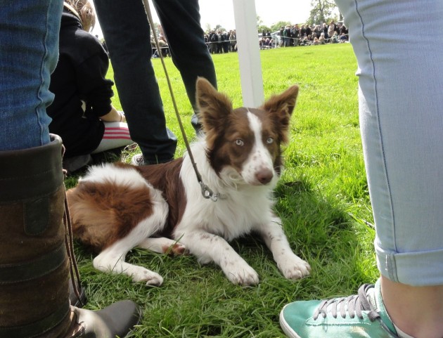 brown and white pup