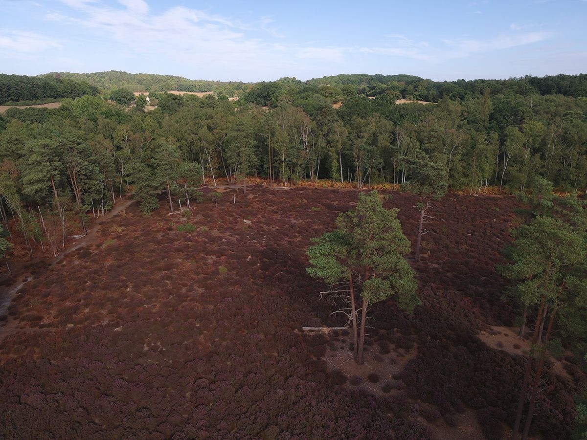 Aerial view of a heather-filled clearing on a sunny day