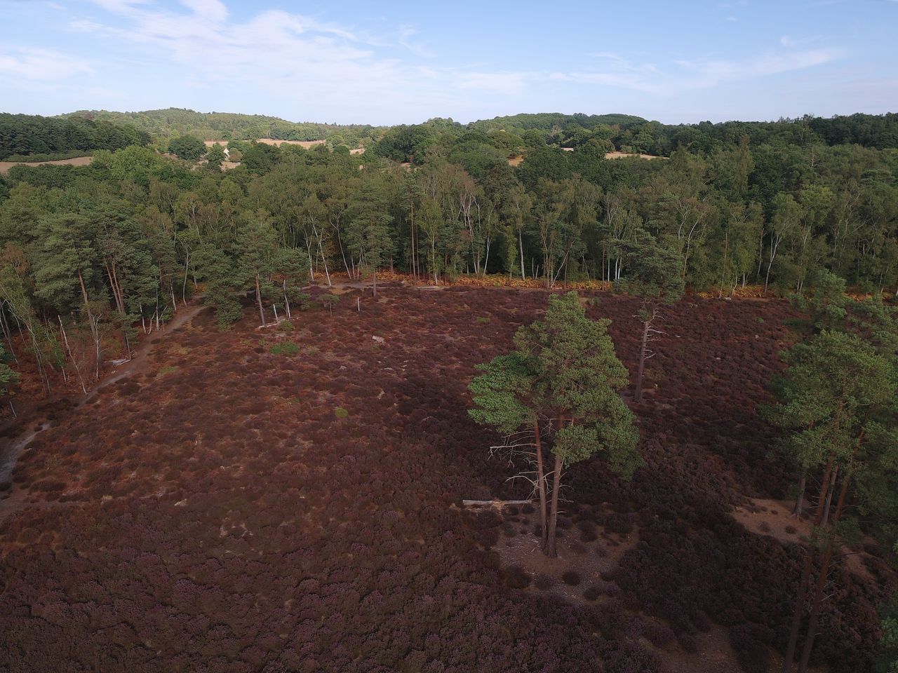 Aerial view of a heather-filled clearing on a sunny day