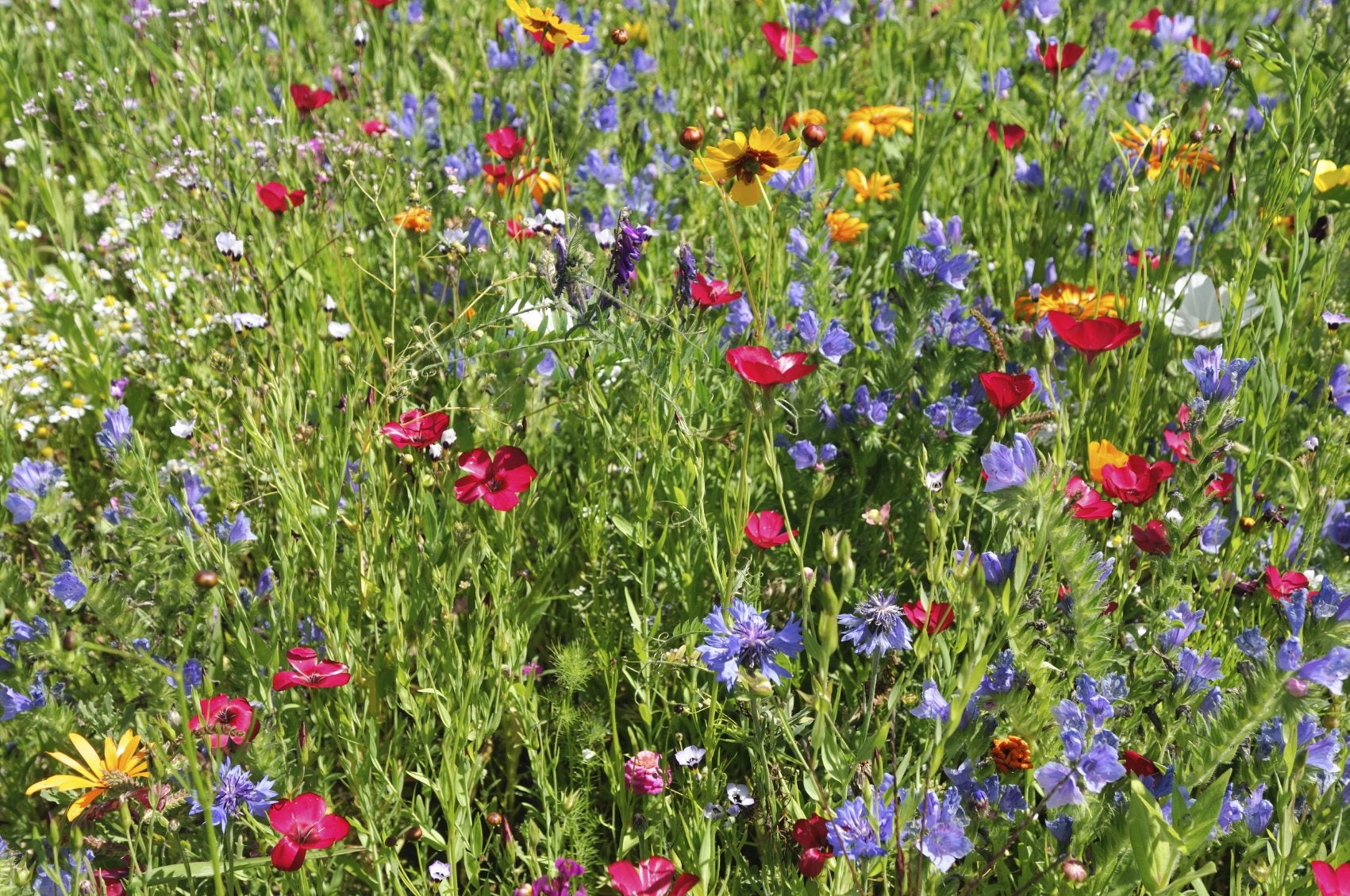 Wildflowers Falling Over: Keeping Wildflowers From Drooping In