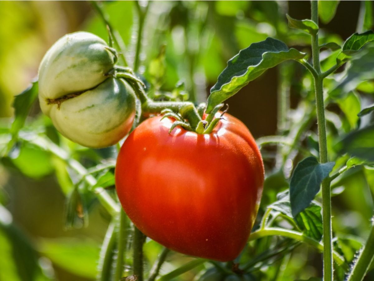 Burpee Bush Early Girl' Hybrid Slicer Tomato, 30 seeds 