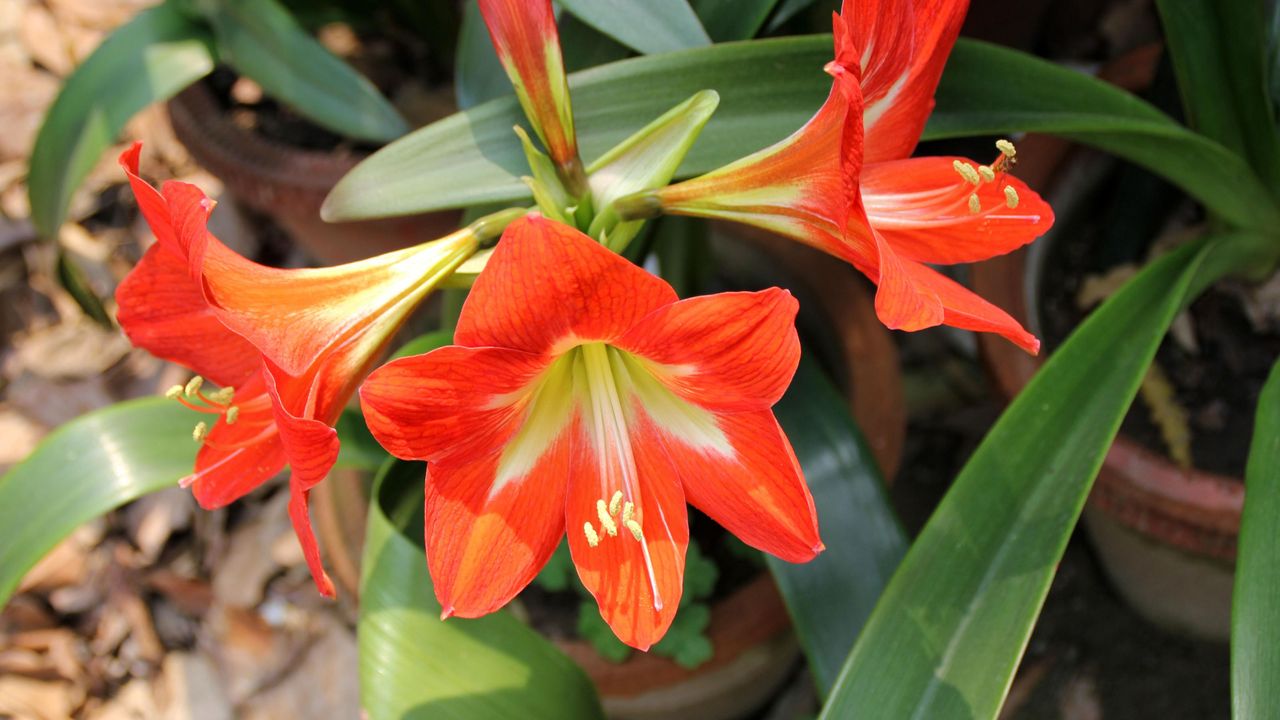 red amaryllis with drooping leaves