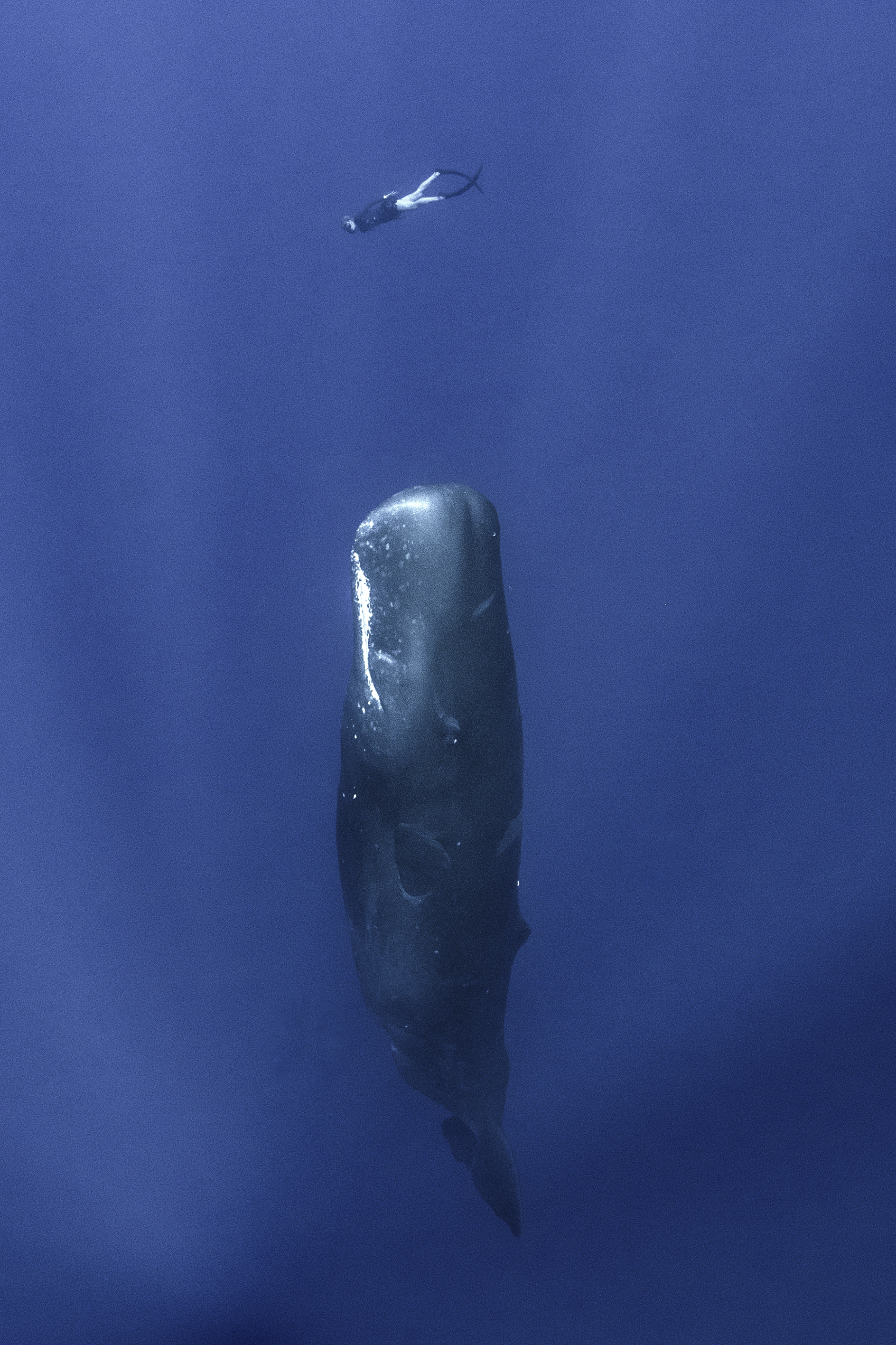 Woman in snorkel gear swimming over a sperm whale
