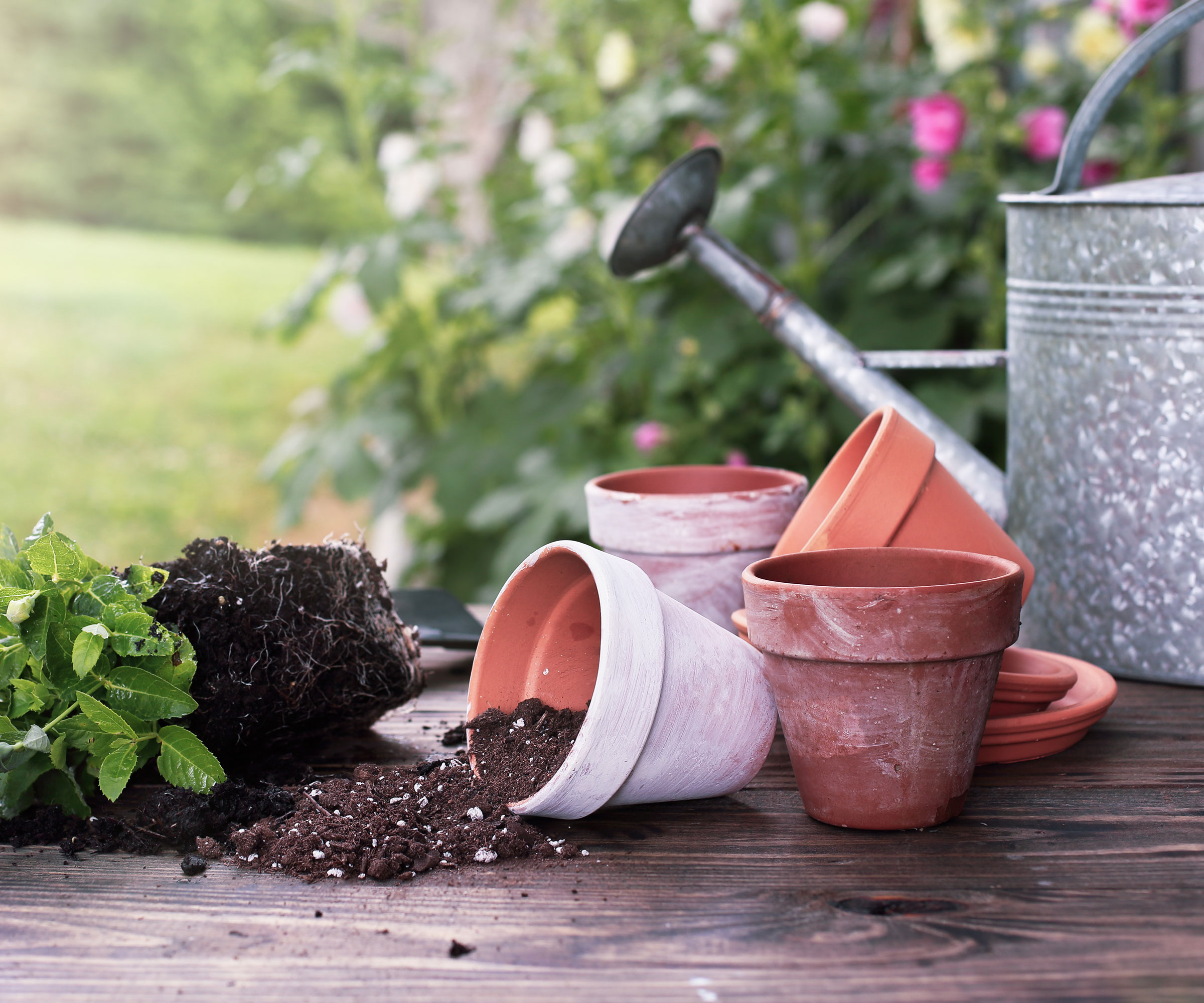 potting soil and terracotta pots in garden with watering can