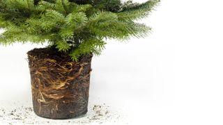 A Christmas tree removed from its pot