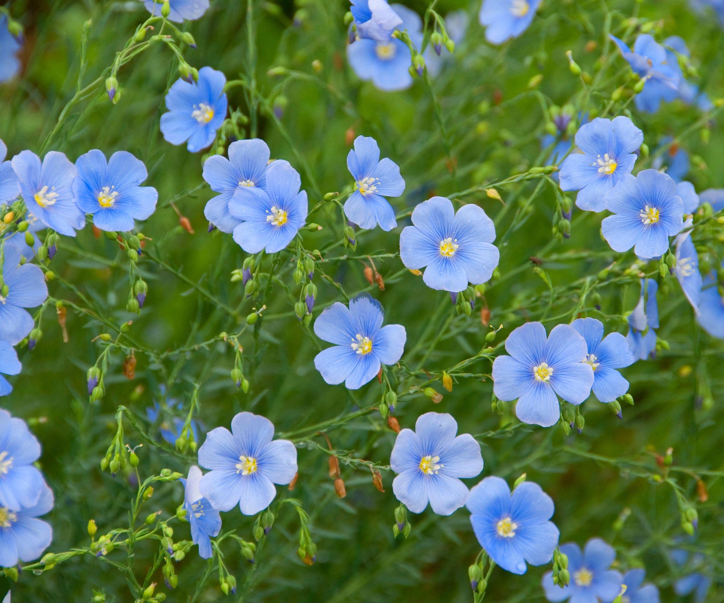 close up of Lewis Flax tiny blue flowers