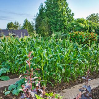 Sweetcorn gorwing in raised beds