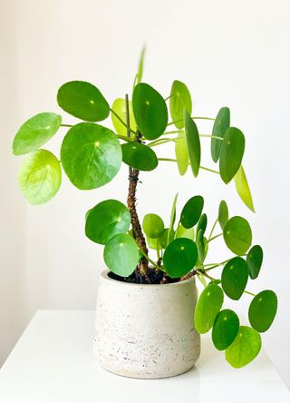 A Chinese money plant