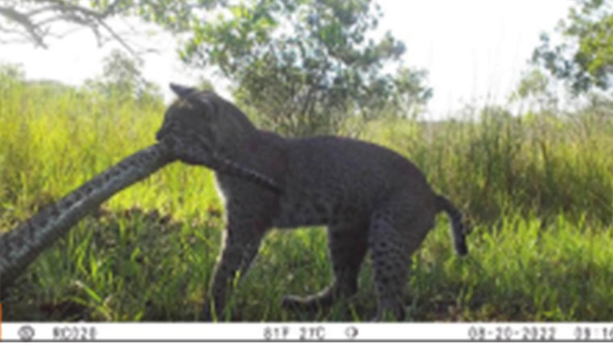 Bobcat attacking rattlesnake.