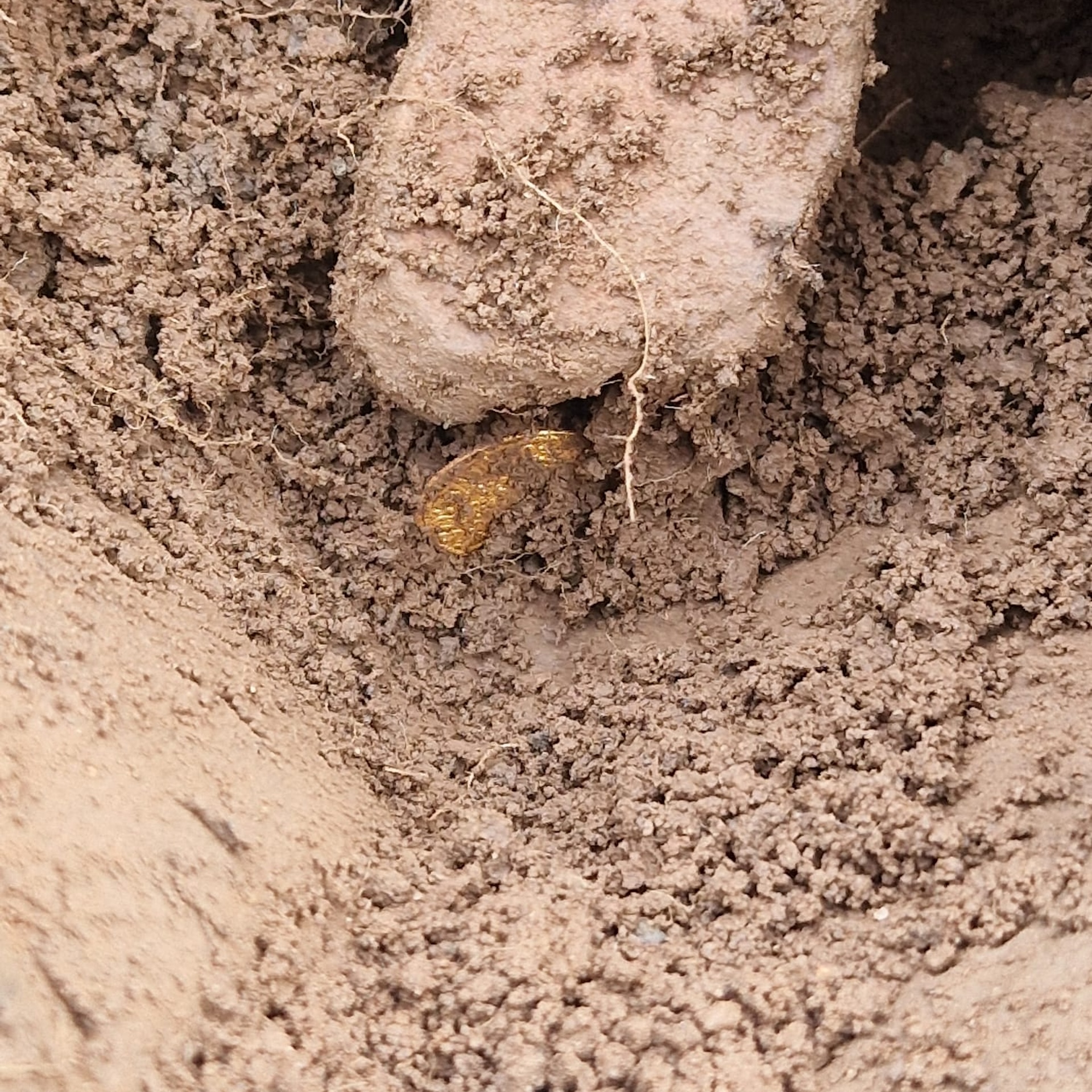 a close-up of a gold coin stuck in the dirt