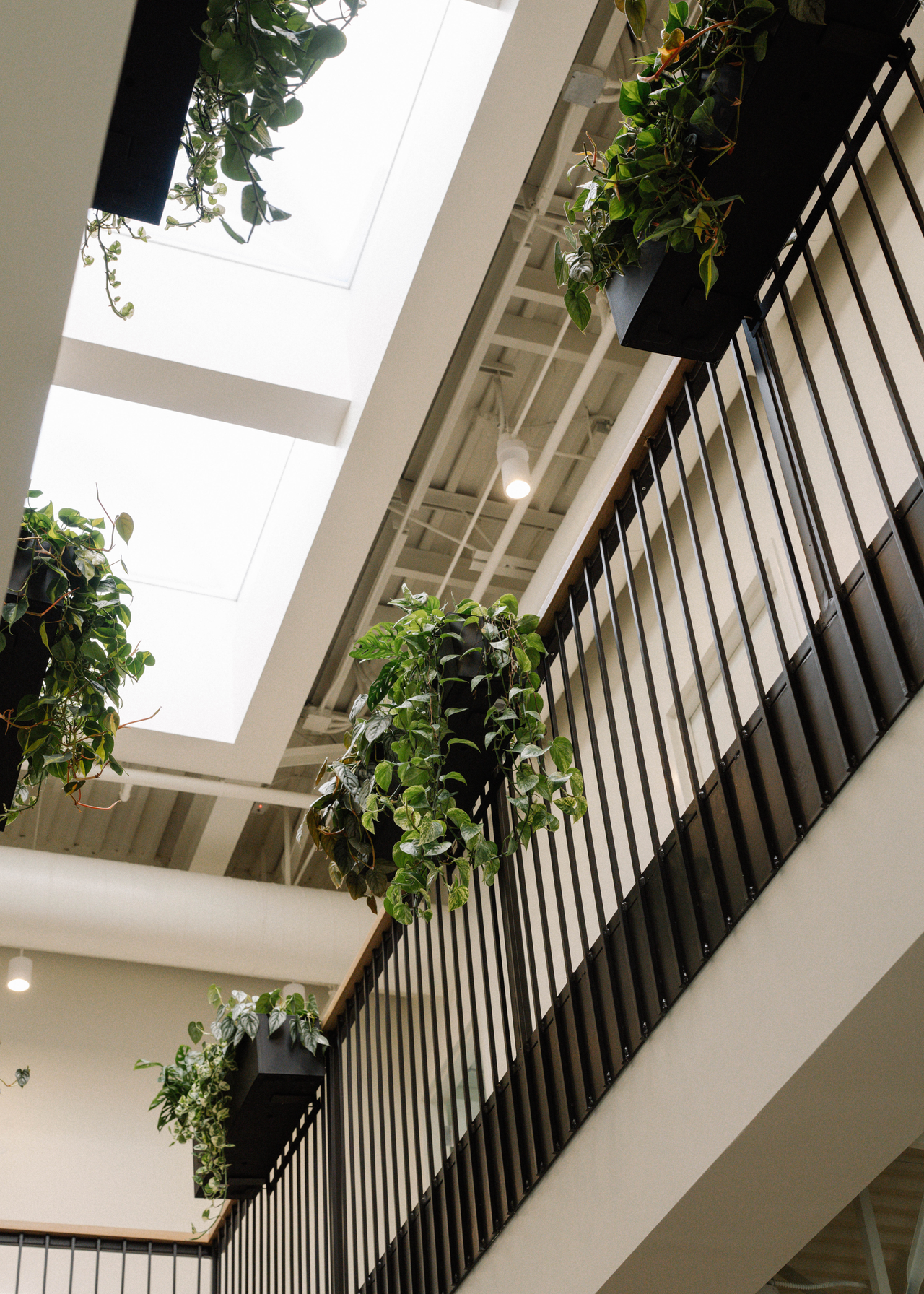 A collection of sill planters with trailing vines