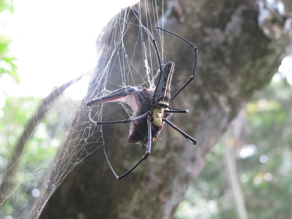 Ewwww! Photos of BatEating Spiders Live Science