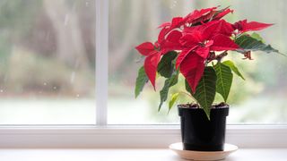 A vibrant poinsettia standing on a window ledge