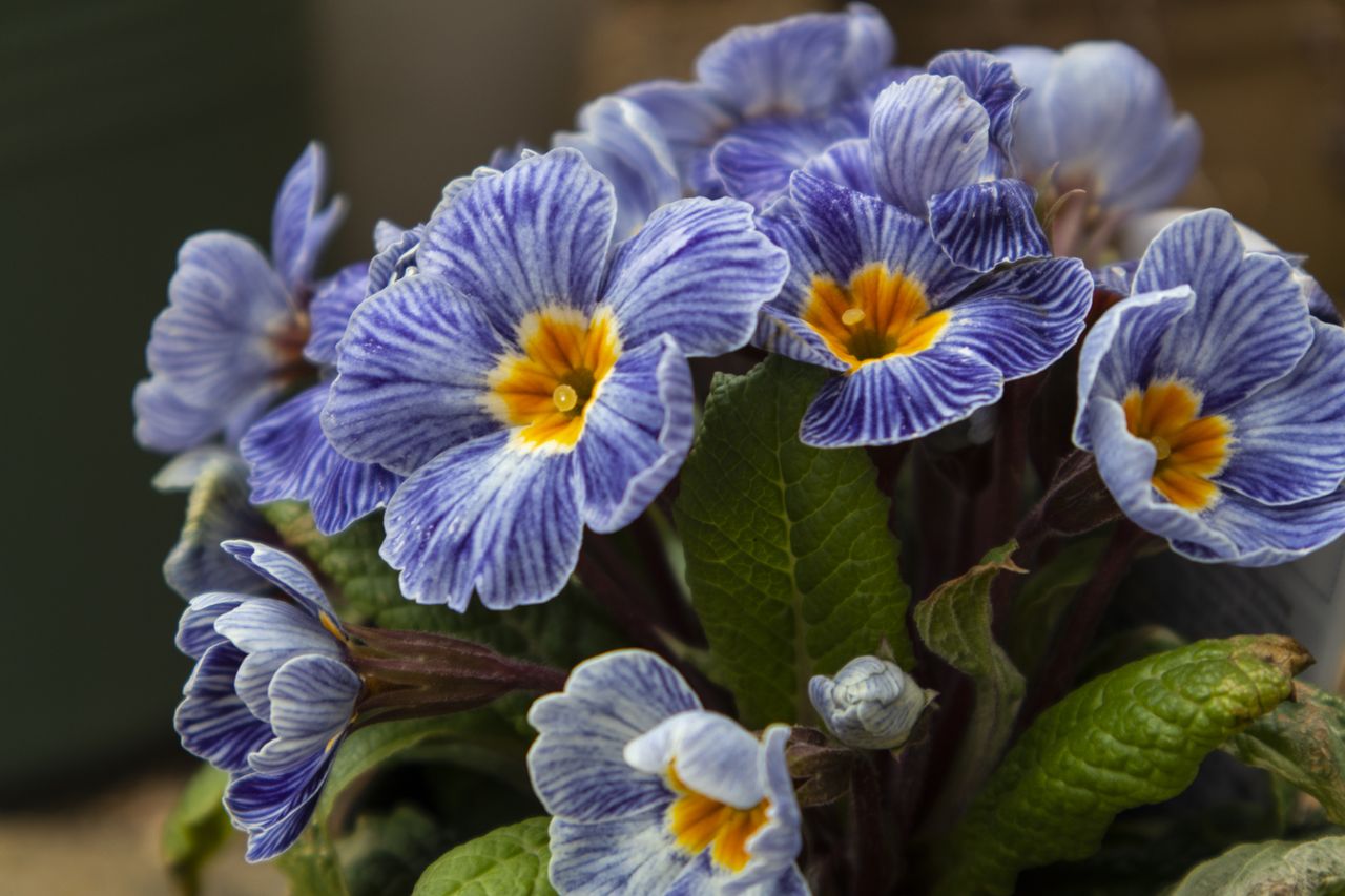 The M50 delivers pleasing color rendition. Canon EOS M50 with 15-45mm f/3.5-6.3, 1/80 sec at f/6.3, ISO125