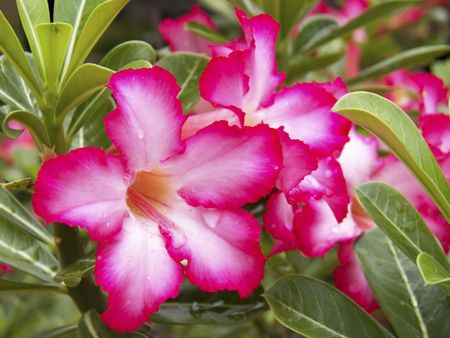 Bright Pink Desert Rose Flowers