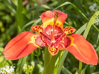 orange flower of Tiger Flower (Tigridia pavonia)