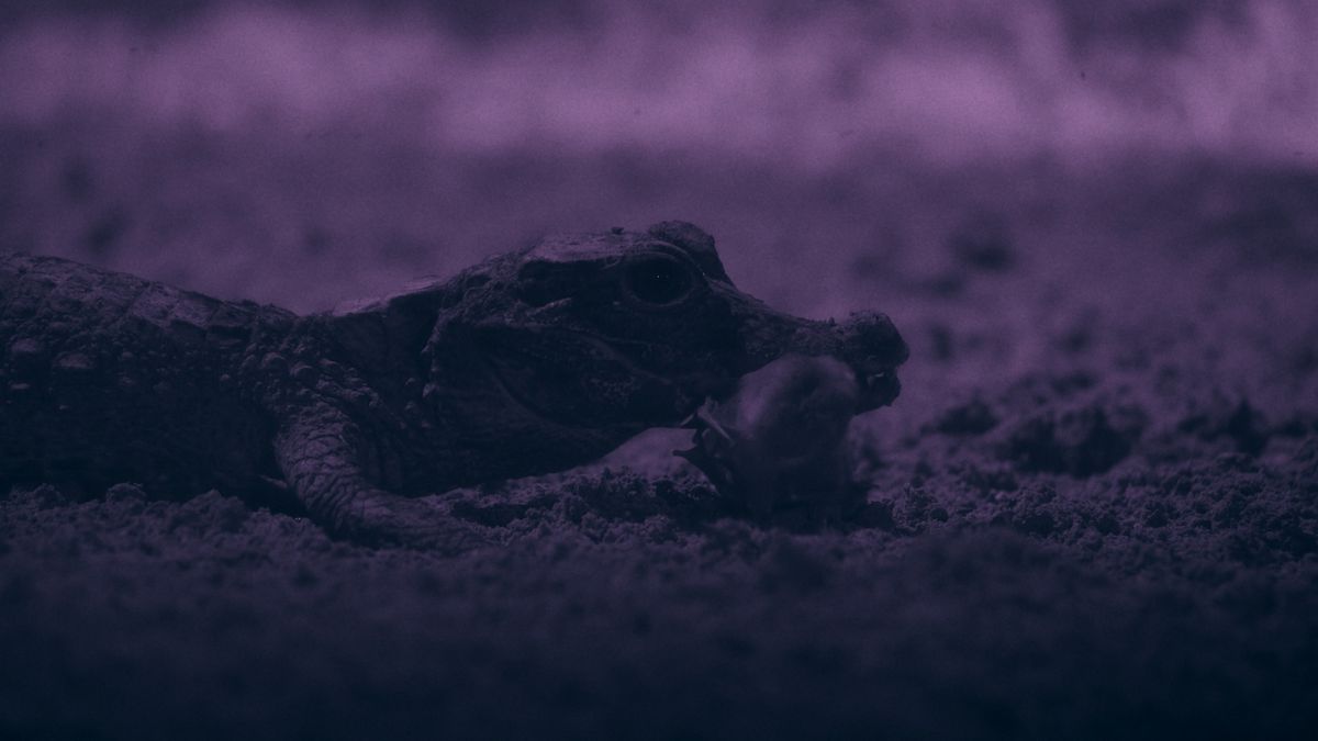 Watch the world's smallest crocodiles snatch bats in their hidden underground lair ‪—‬ a behavior never seen before