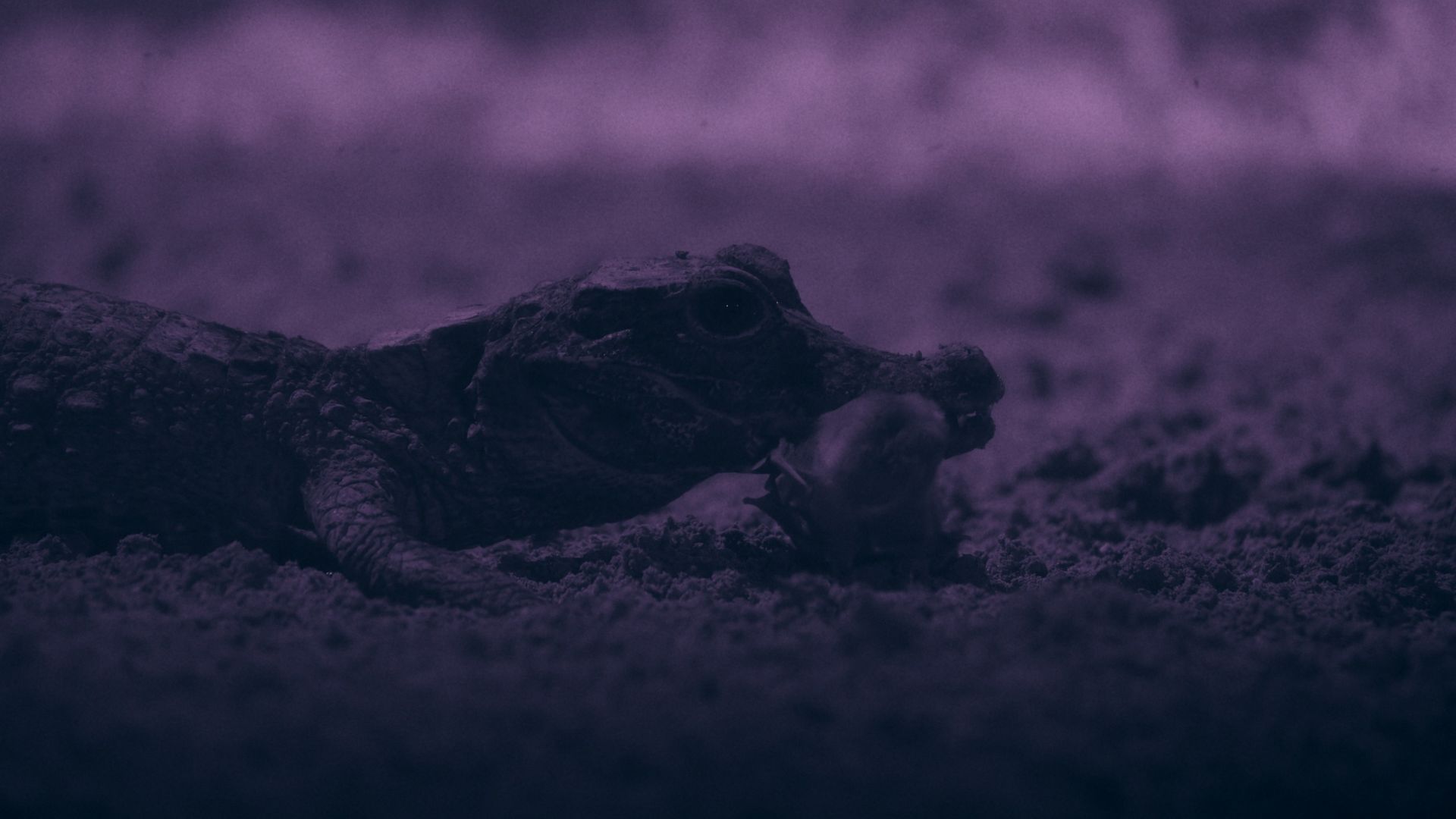 Watch the world's smallest crocodiles snatch bats in their hidden underground lair ‪—‬ a behavior never seen before