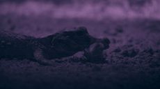 A still image of a dwarf crocodile with a bat in its mouth in the Abanda Caves of Gabon, taken from the National Geographic series "Africa: Earth's Wild Home".