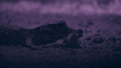 A still image of a dwarf crocodile with a bat in its mouth in the Abanda Caves of Gabon, taken from the National Geographic series "Africa: Earth's Wild Home".