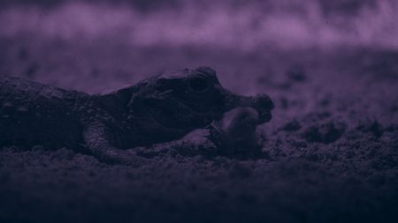 A still image of a dwarf crocodile with a bat in its mouth in the Abanda Caves of Gabon, taken from the National Geographic series "Africa: Earth's Wild Home".