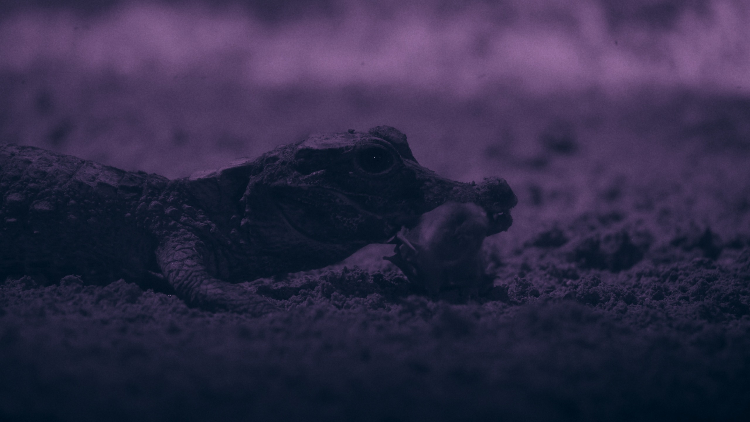 A still image of a dwarf crocodile with a bat in its mouth in the Abanda Caves of Gabon, taken from the National Geographic series "Africa: Earth's Wild Home".