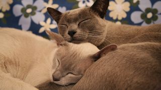 Two Burmese cats