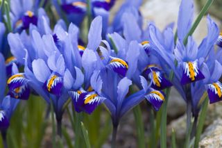 A close-up of iris flowers