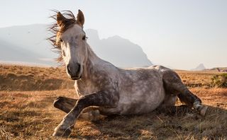 A horse rests in Sehlabathebe National Park in South Africa. "The Devil's Knuckles" mountain peak rises in the background.